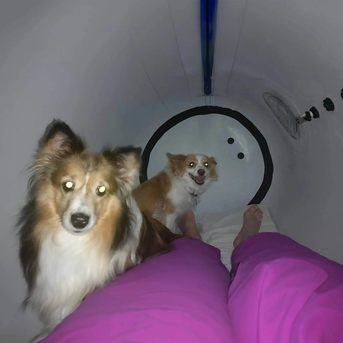 Newtowne Hyperbarics C4-34 Home Hyperbaric Chamber – dogs sitting inside the chamber